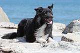 BORDER COLLIE 1587